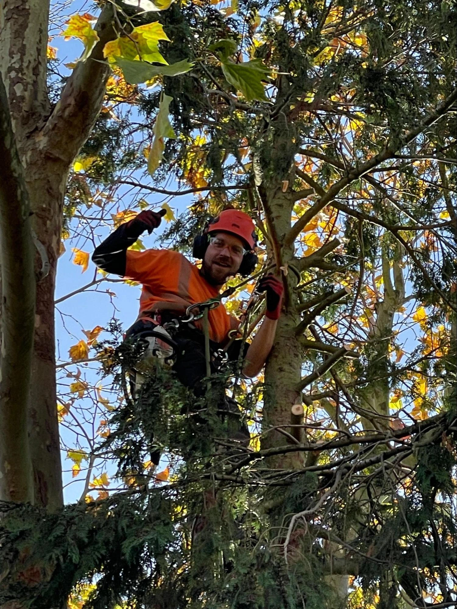 Loughton Tree Care Experts
